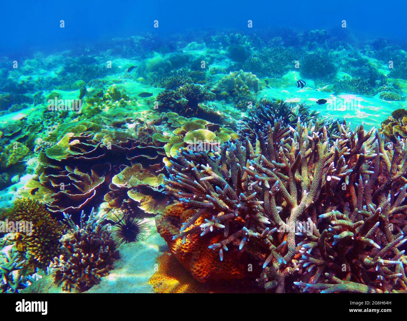 Wunderschönes Korallenriff in Andamanensee, Nyaung Oo Phee Insel, Myanmar Stockfoto