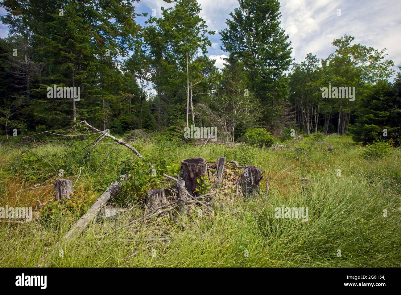 Ein nördlicher Laubwald in den Pocono Mountains in Pennsylvania wurde selektiv abgeholgt, um einen frühen Susszessionswald zu schaffen, Lebensraum für den sinkenden Golde Stockfoto