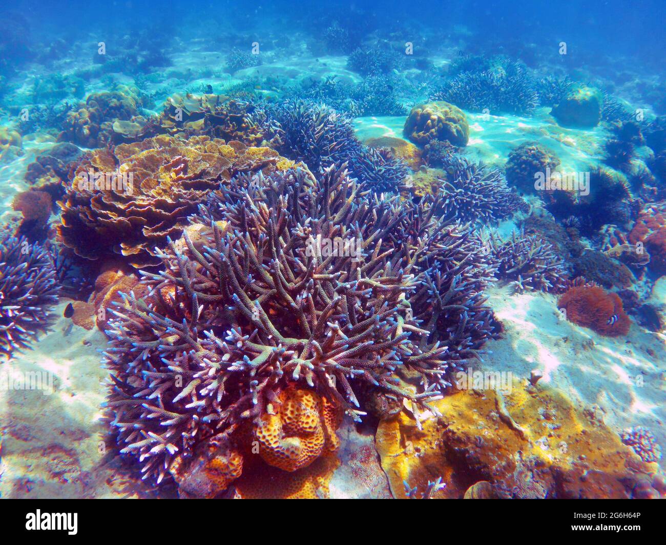 Wunderschönes Korallenriff in Andamanensee, Nyaung Oo Phee Insel, Myanmar Stockfoto