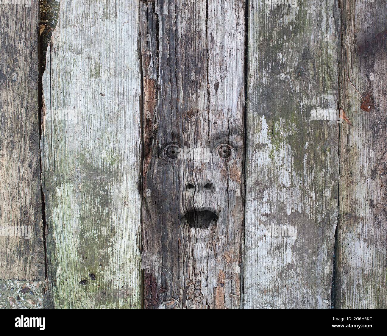 Konzeptbild eines Gesichts in einer Holzplatte. Stockfoto