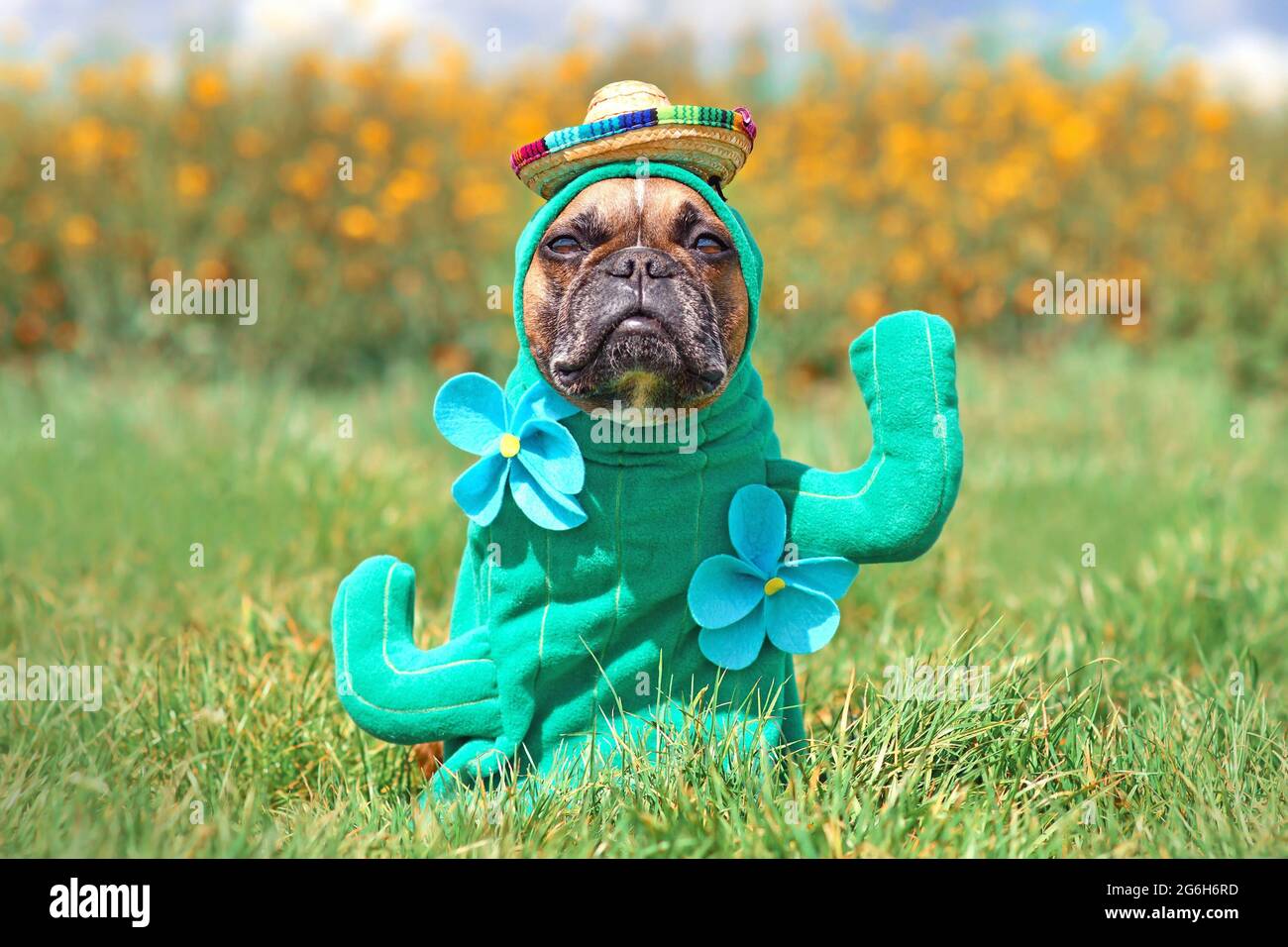 Witziges Hundekostüm. Französische Bulldogge verkleidet mit Kakteen Pflanze Halloween Kostüm mit gefälschten Armen, Blume und Strohhut Stockfoto