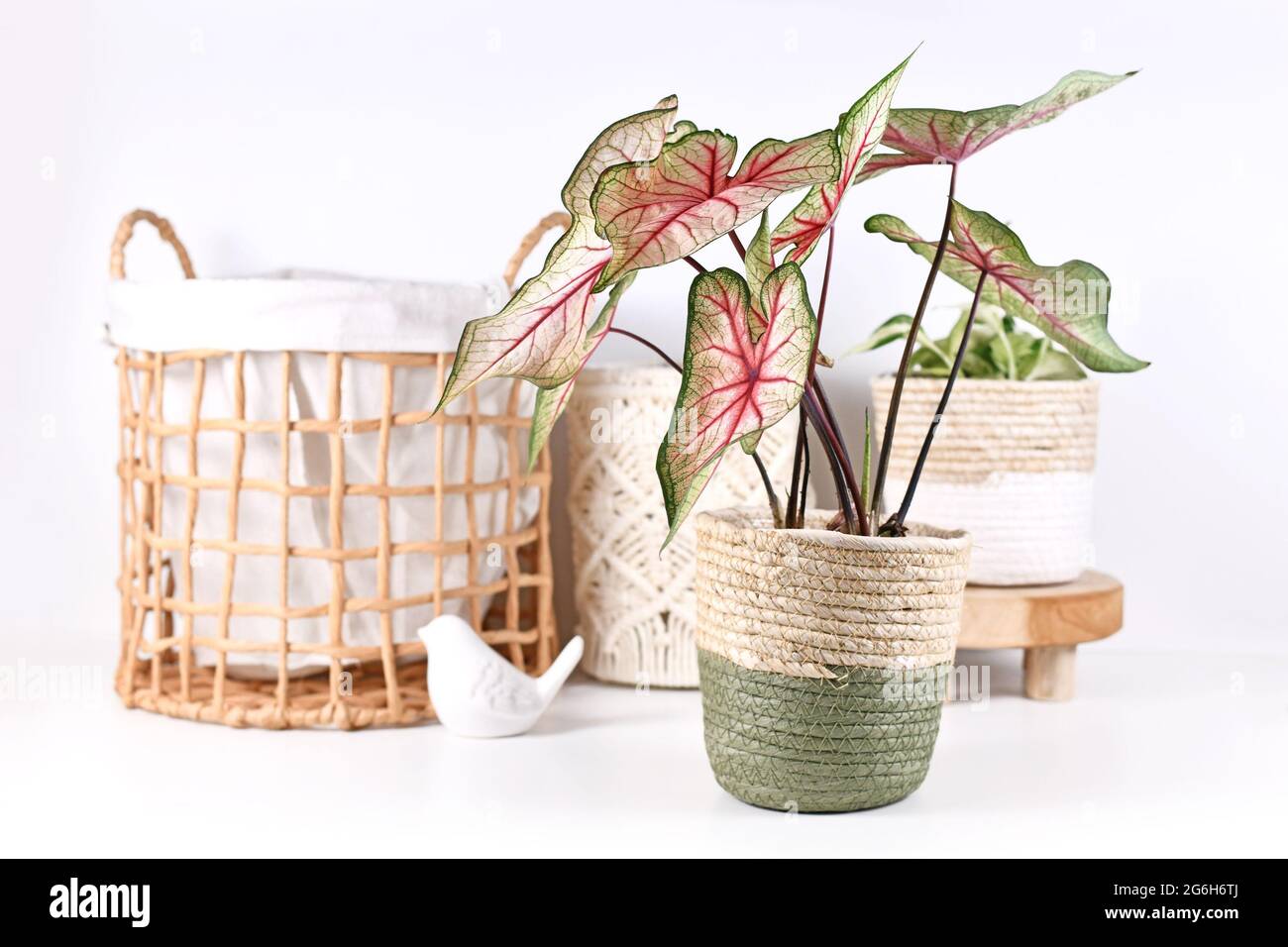 Exotische „Caladium White Queen“-Pflanze mit rosa Blättern vor Einrichtungsgegenständen wie Korb Stockfoto