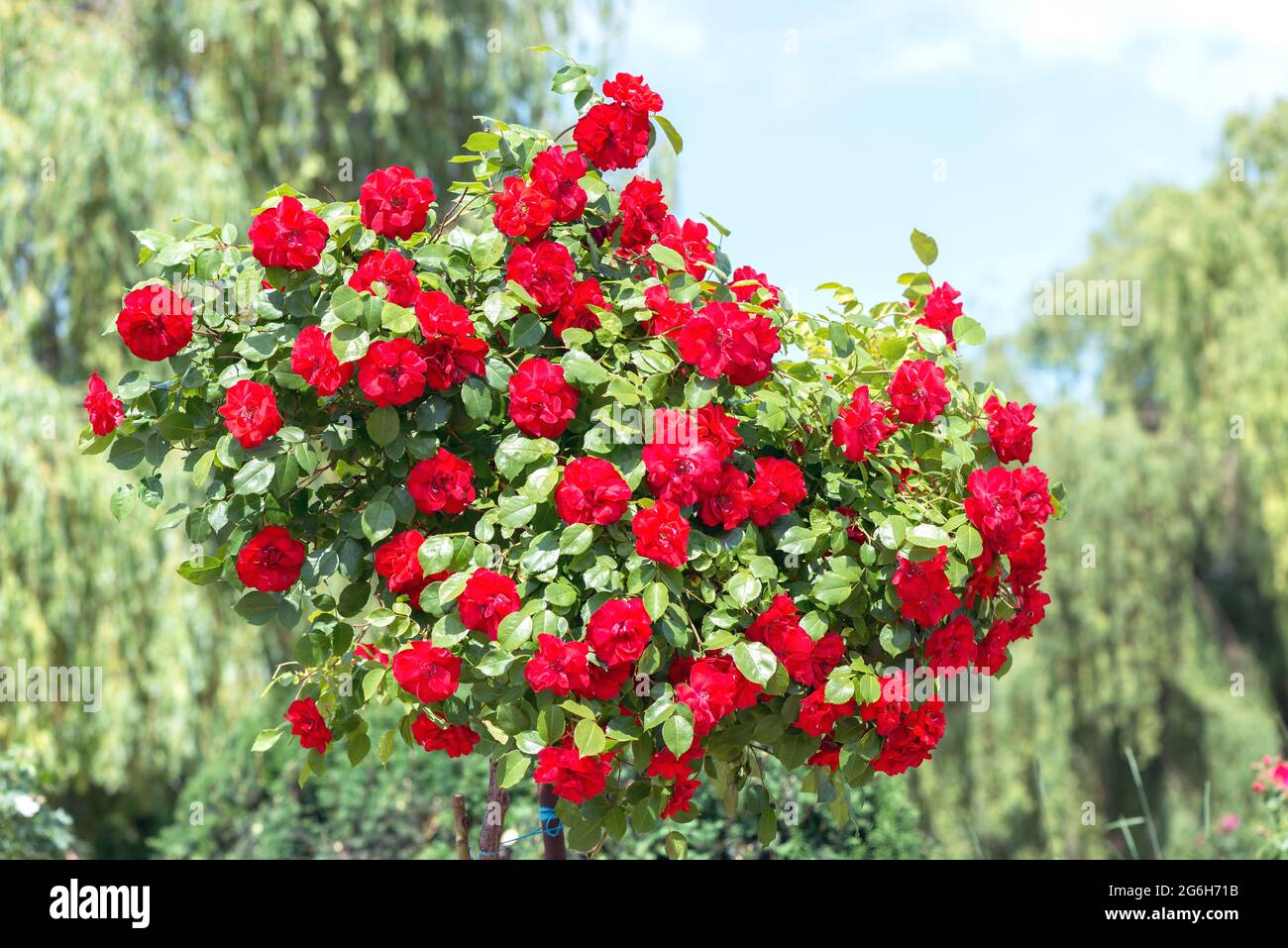 Standard Rose 'Halloween' - die Knospe ist in einer leuchtend violett-roten Farbe gestrichen, die eine wahnsinnig schöne offene schalenförmige Form hat. Stockfoto