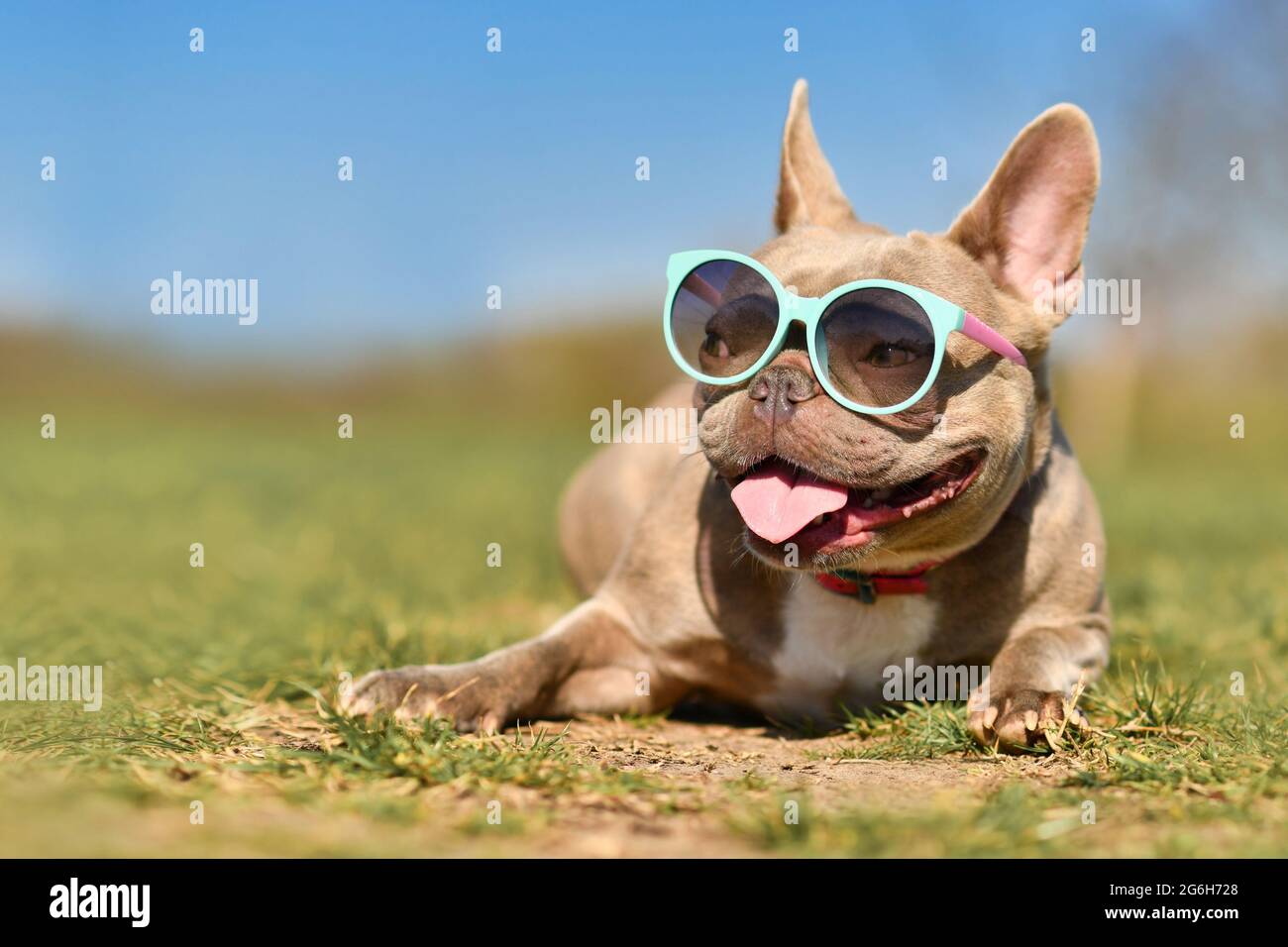 Süßer Flieder französischer Bulldogge, der im Sommer an heißen Tagen blaue Sonnenbrillen trägt, mit Platz für Kopien Stockfoto