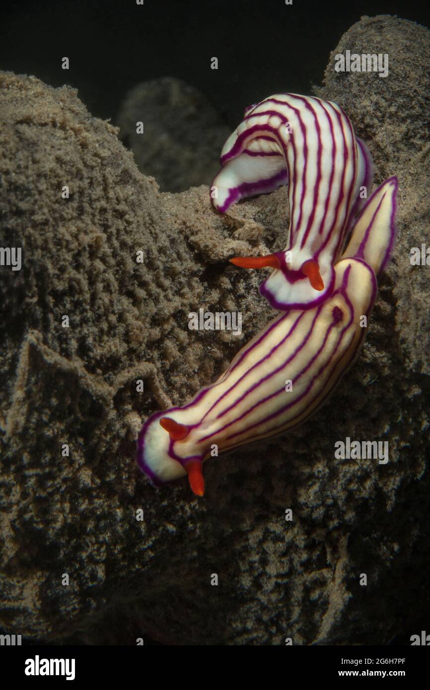 Gestreifte Süßwaren-Nudibrans (Hypselodoris maridadilus). Unterwasserwelt des Korallenriffs in der Nähe der Makadi Bay, Hurghada, Ägypten Stockfoto