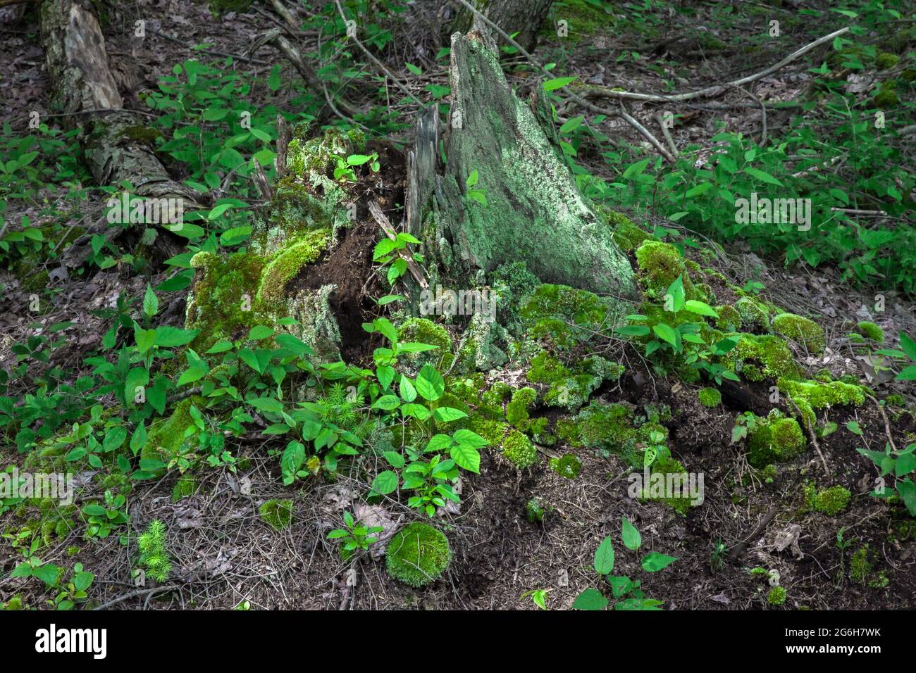 Moos und Sämlinge aus roter Fichte und gelber Birke wachsen auf einem verfallenden Baumstumpf in den Pocono Mountains in Pennsylvania. Der Stumpf fungiert als „Krankenschwester“ Stockfoto