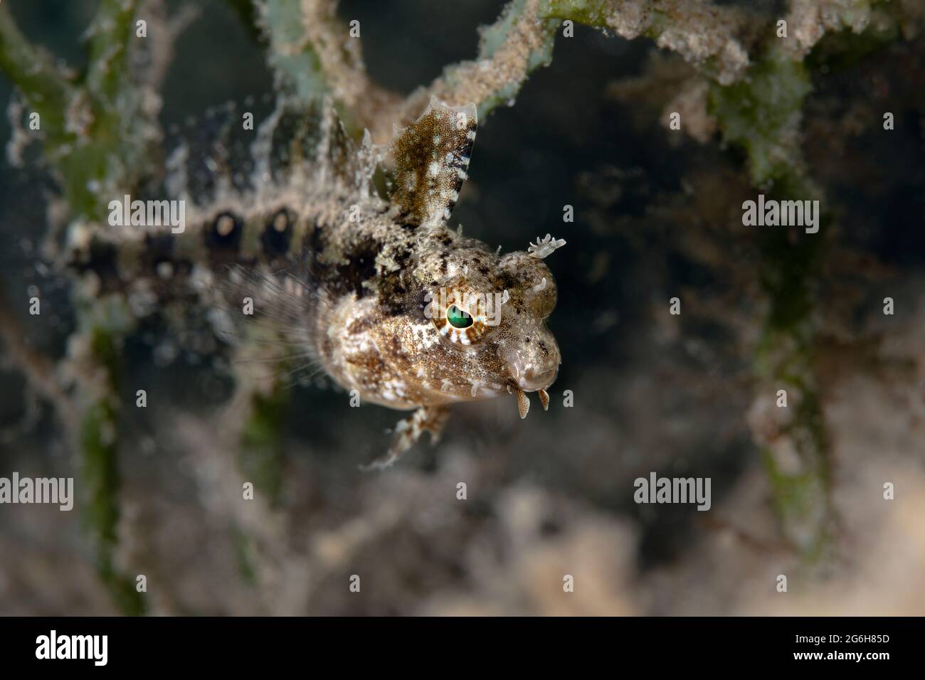 Blenny Petroscirtes mitratus. Unterwasserwelt des Korallenriffs in der Nähe der Makadi Bay, Hurghada, Ägypten Stockfoto