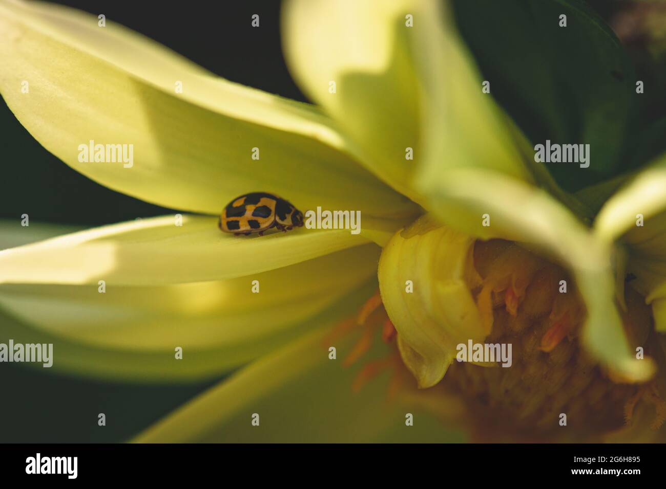 Gelber Marienkäfer mit Rückenflecken auf gelbem Dahlia-Blütenblatt. Schwarzer Hintergrund. Insekt auf Blume Stockfoto