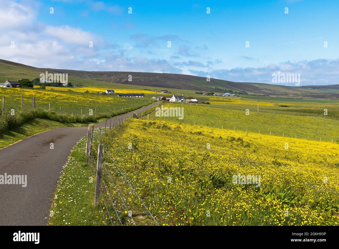 dh Buttercup Fields FIRTH ORKNEY Schottisches Sommerfeld von Butterblumen auf einer Wiese Großbritannien Landschaften Ackerland niemand schottland Stockfoto