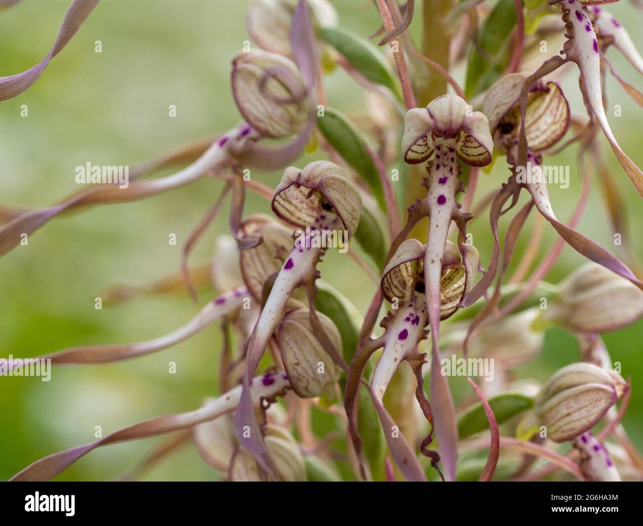 Echsenorchidee aus der Nähe; Himantoglossum hircinum, eine seltene Wildblume, die im Juli im Südwesten von Hertfordshire gesehen wurde. Stockfoto