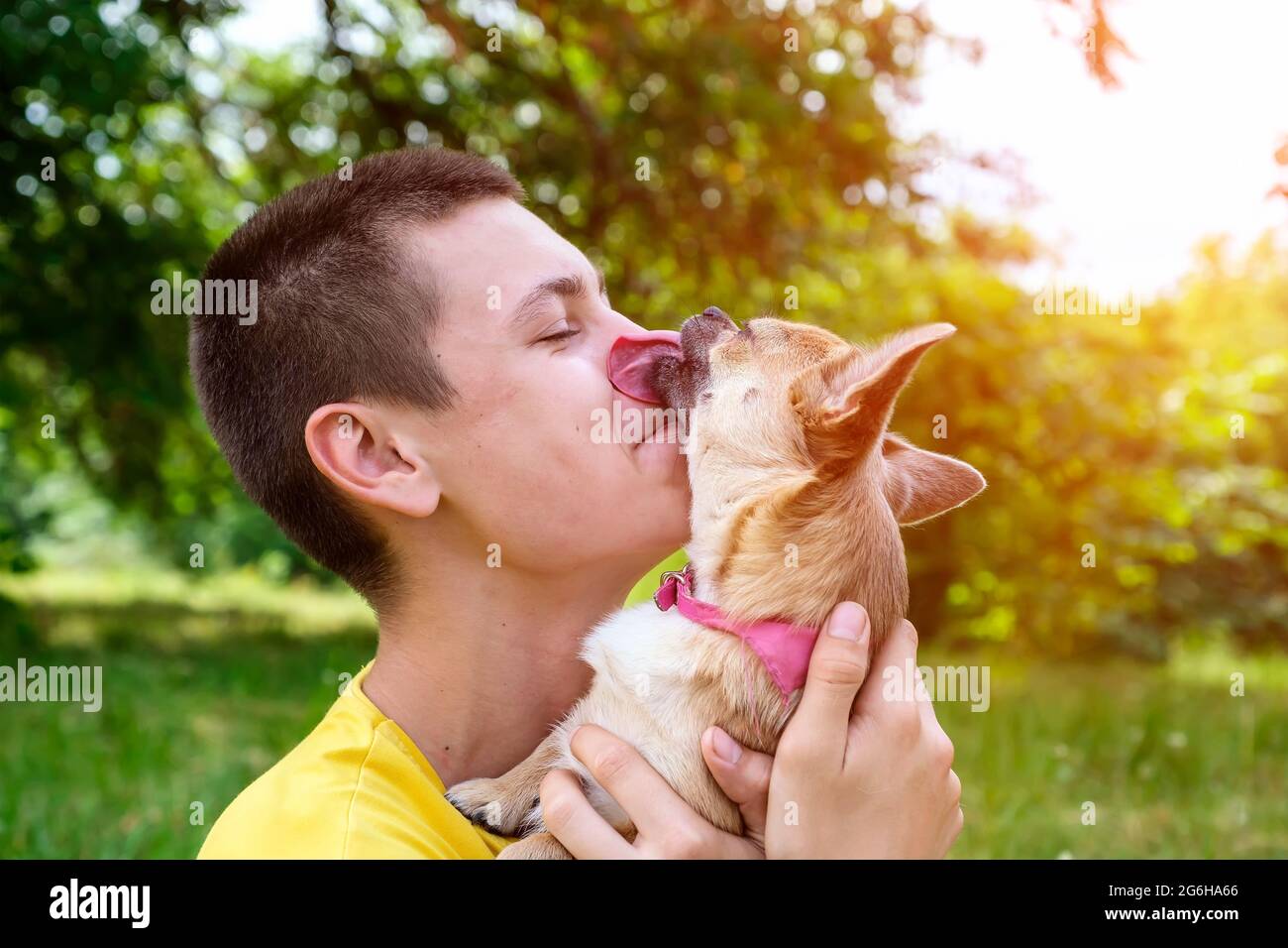 Chihuahua Hund küsst und leckt seinen Besitzer im Sommer im Freien im Park Stockfoto
