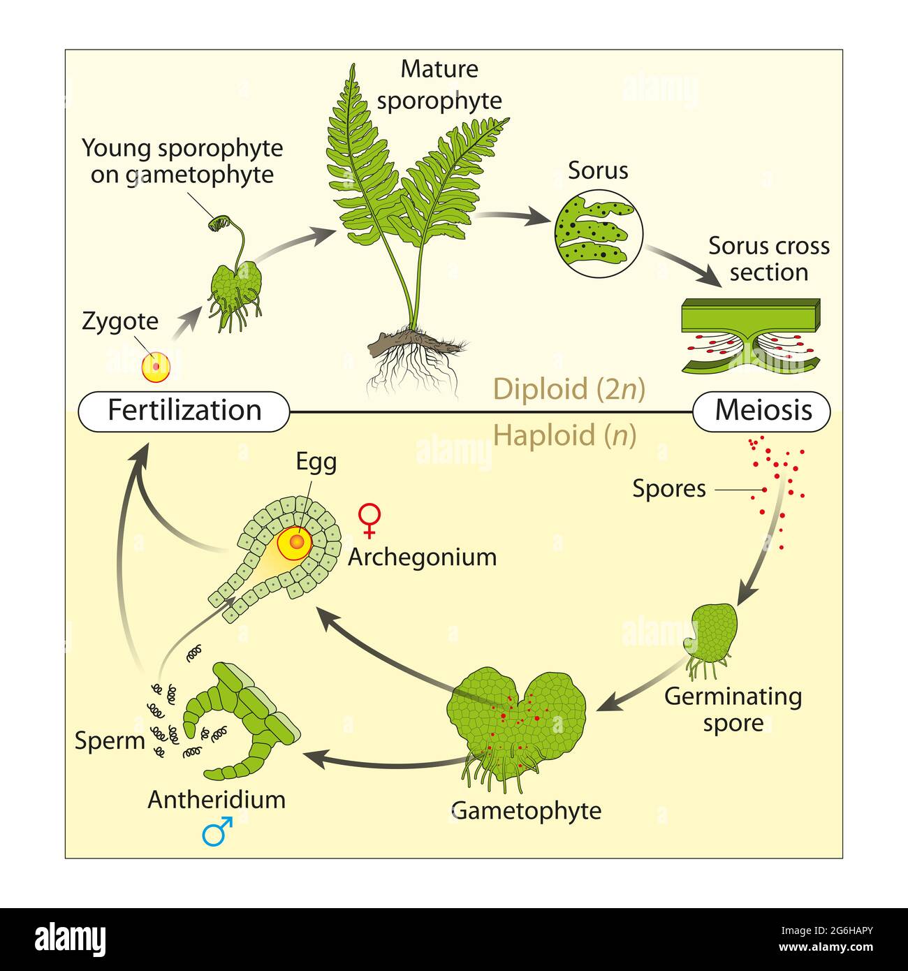 Lebenszyklus eines Farns der Lebenszyklus des Farns hat zwei verschiedene Stufen: Sporophyt, der Sporen freisetzt, und Gametophyt, der Gameten freisetzt Stockfoto