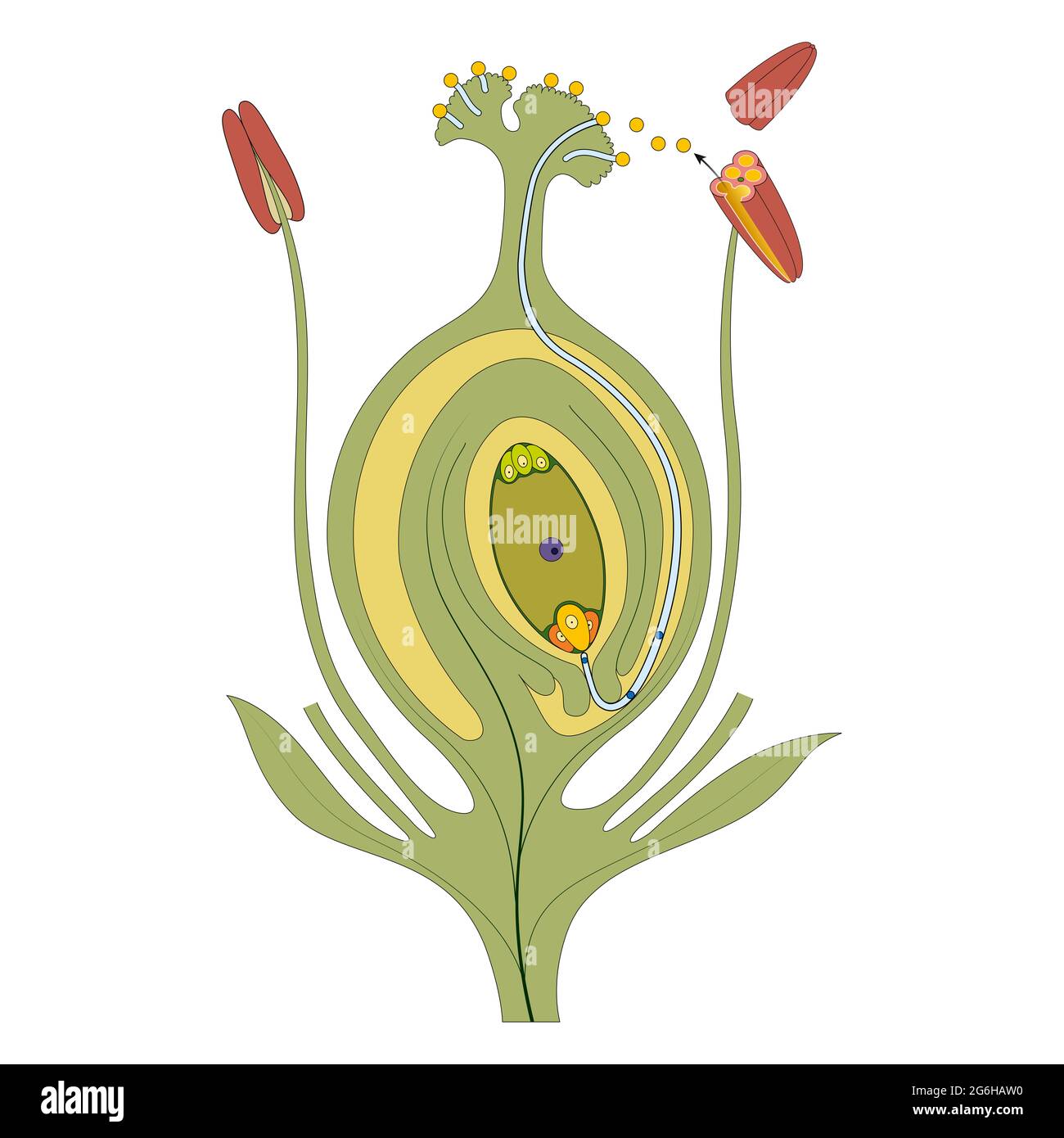 Embryo in blühende Pflanzen. Eierstock-Struktur und Befruchtung Stockfoto