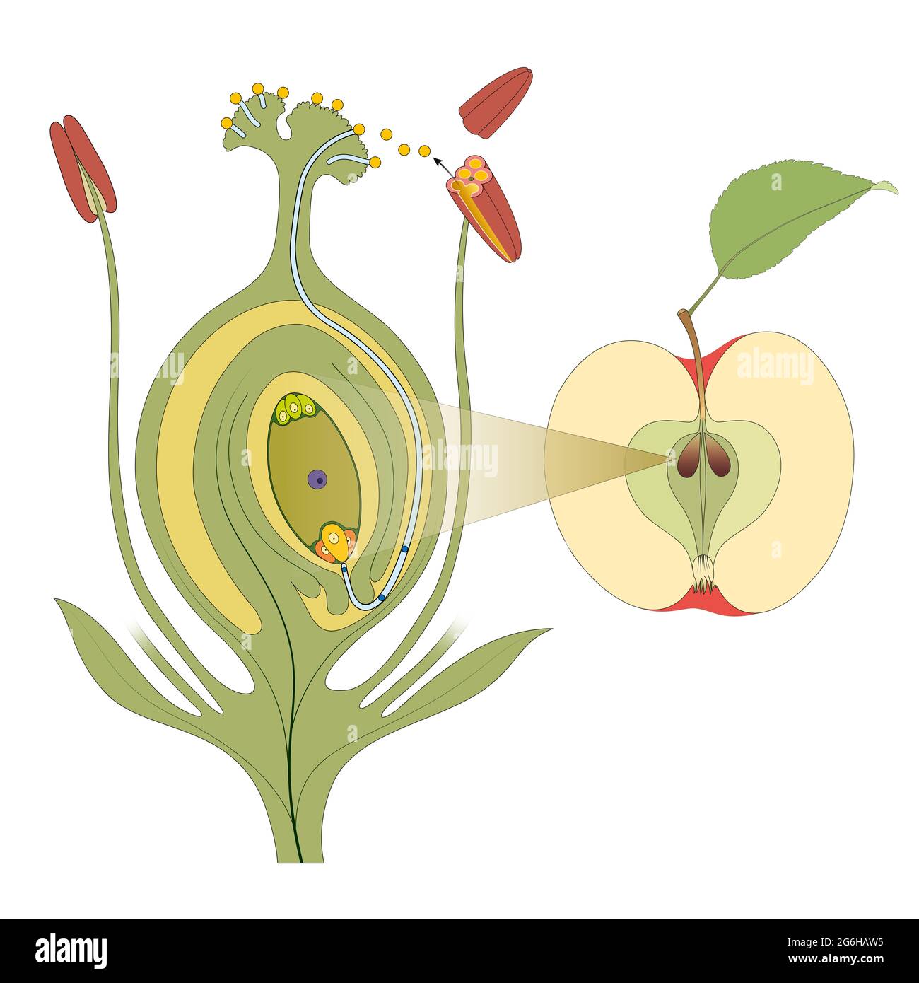 Pflanzendüngung. Von der Blume bis zu den Früchten Stockfoto