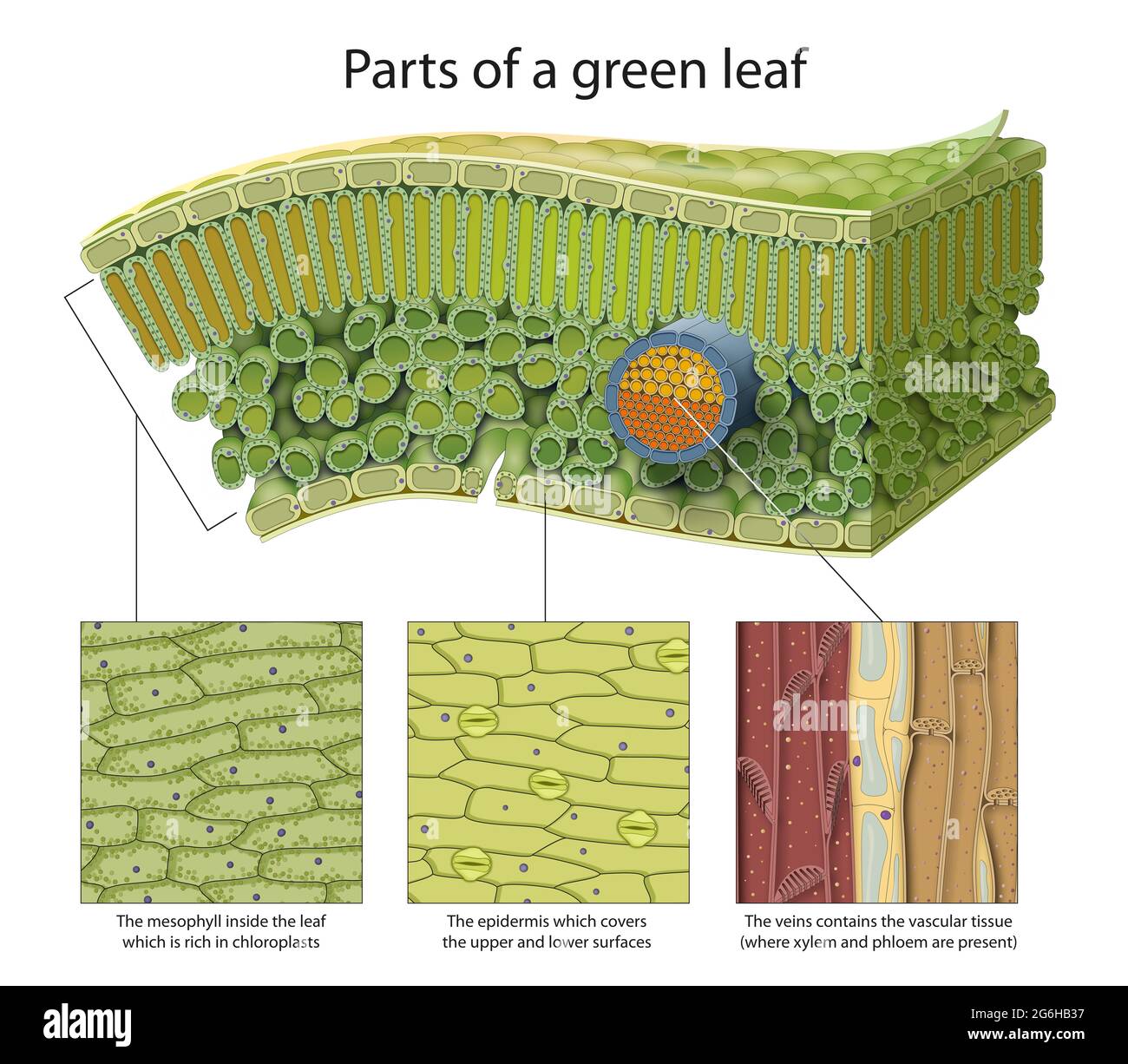 Teile eines grünen Blattes. Epidermis, Mesophyll, Venen Stockfoto