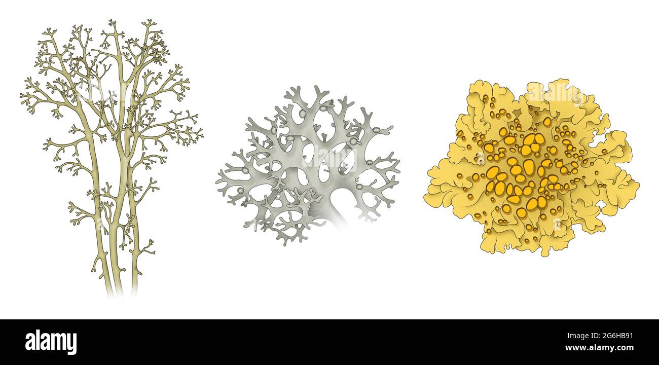 Arten von Flechten. Cladonia rangiferina, Rentierflechte. Evernia prunastri, Oakmoss. Xanthoria parietina. Blättrig oder blättrig Stockfoto