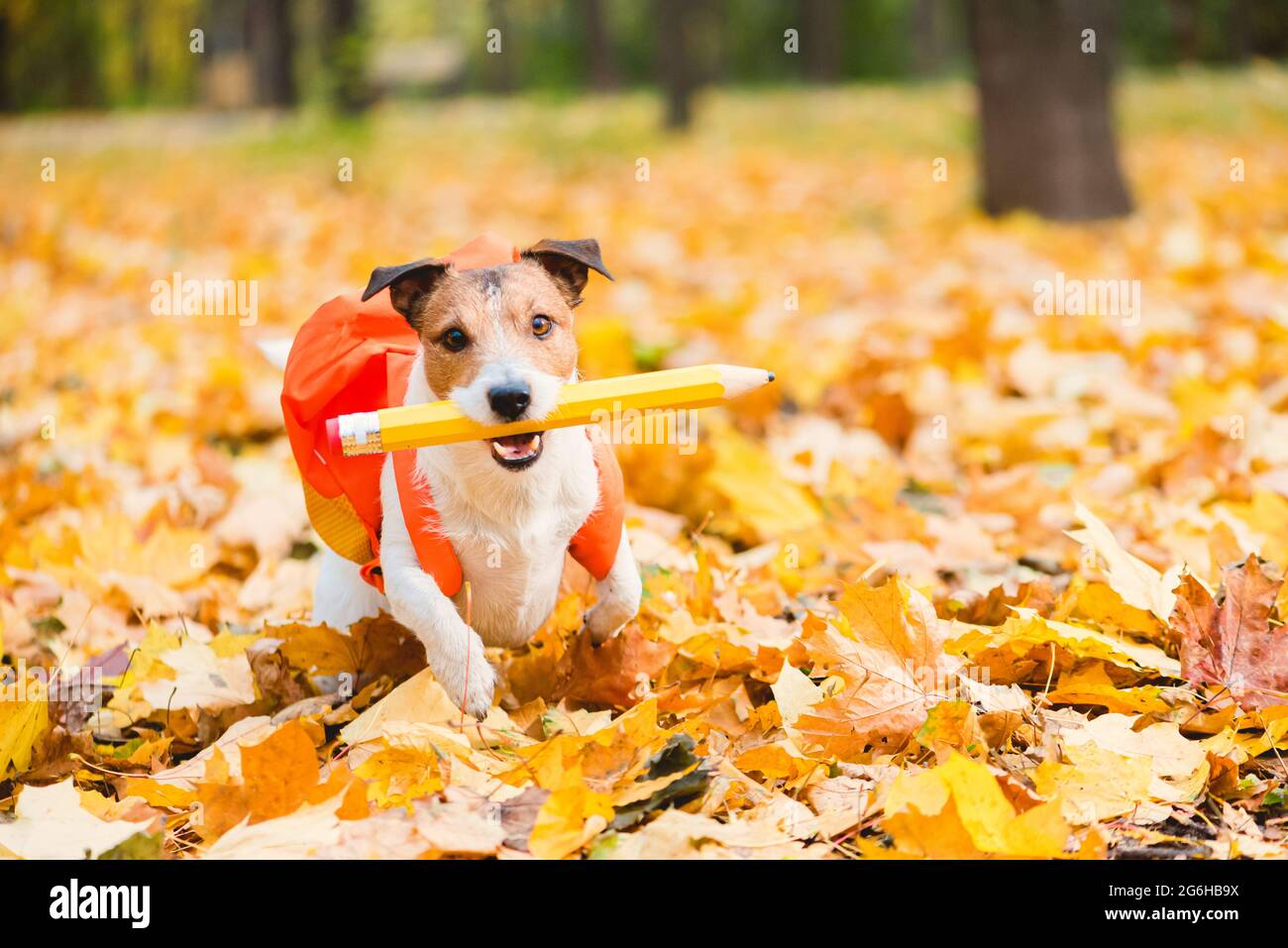 Lustiger Hund mit Rucksack und Bleistift, der auf herbstlichen Blättern zur Schule läuft Stockfoto