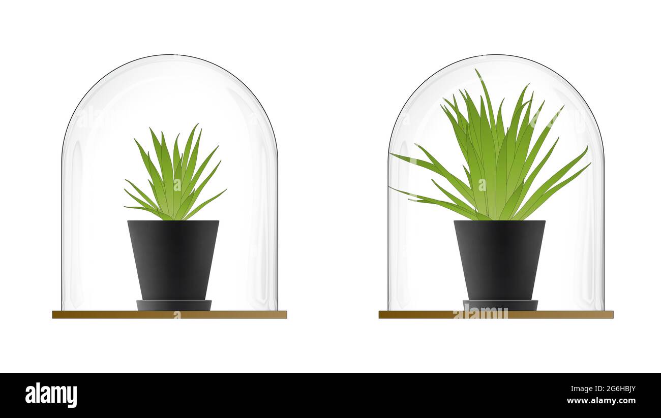 Pflanzenwachstum unter einer Glashaube. Treibhauseffekt Stockfoto