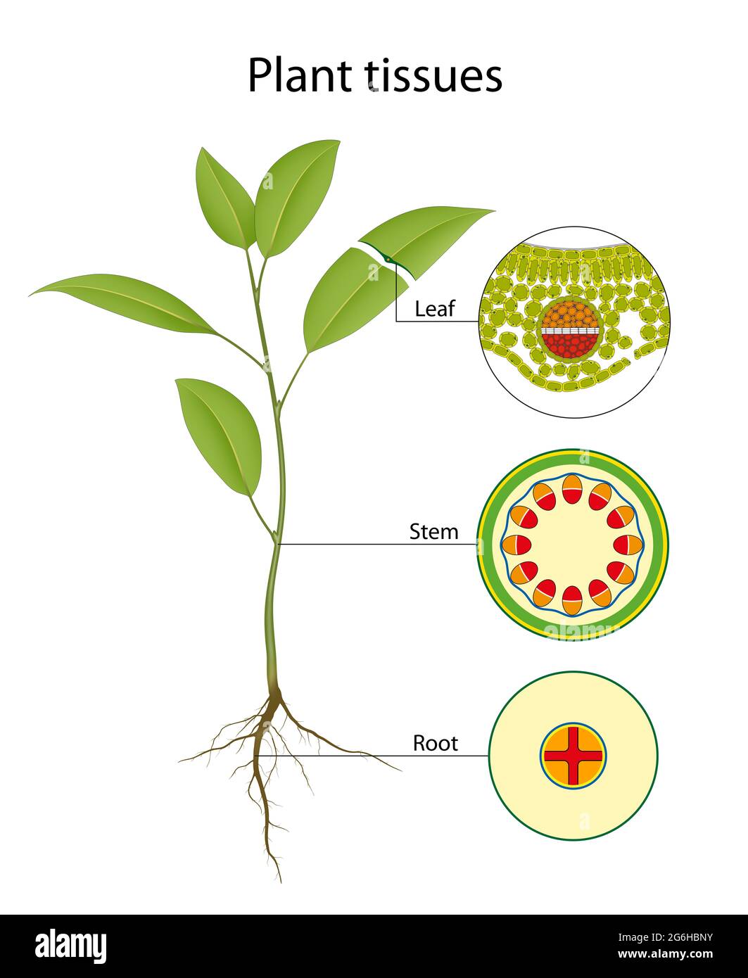 Gewebearten in Pflanzen Stockfoto