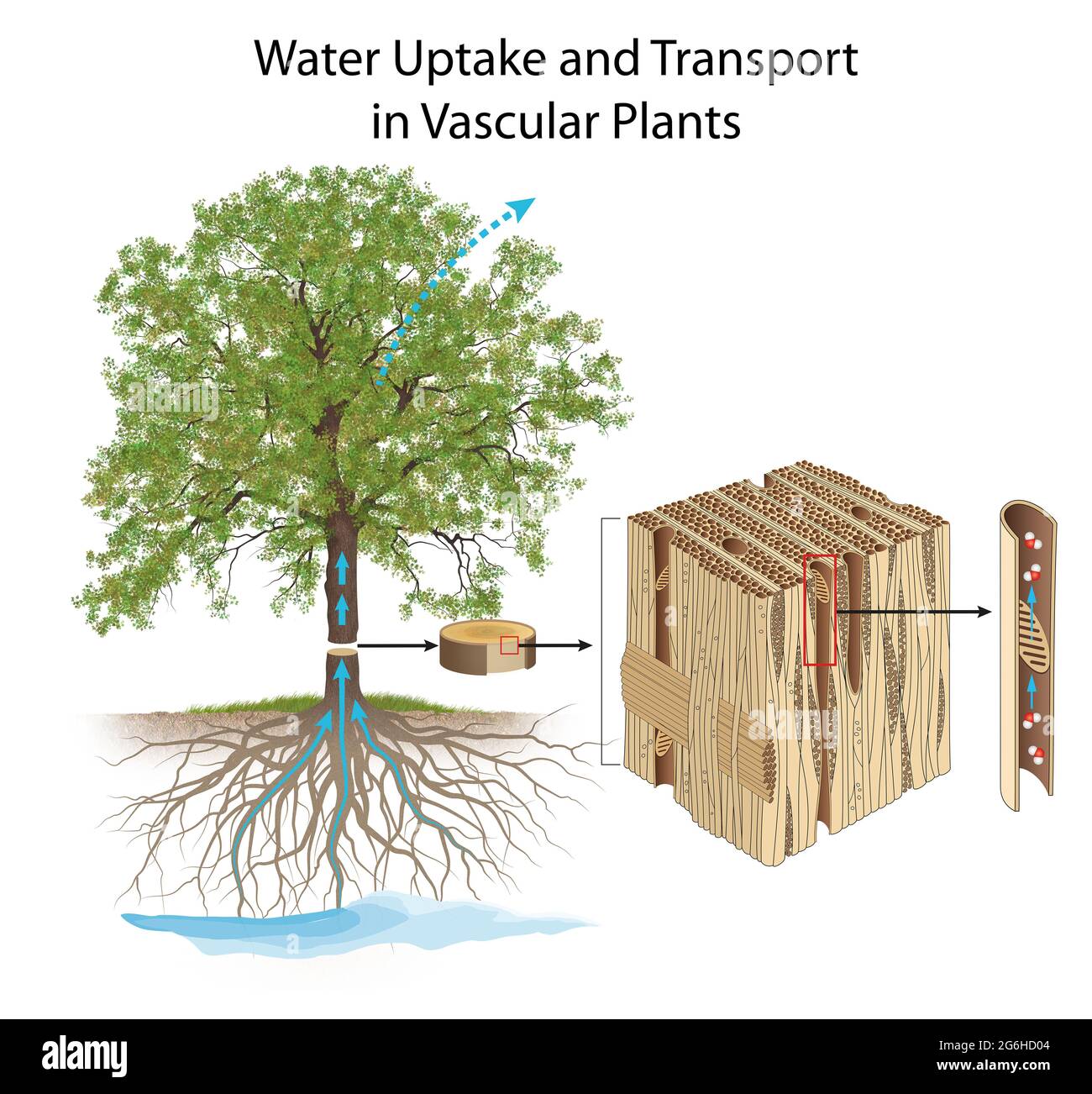 Wasseraufnahme und -Transport in Gefäßpflanzen Stockfoto