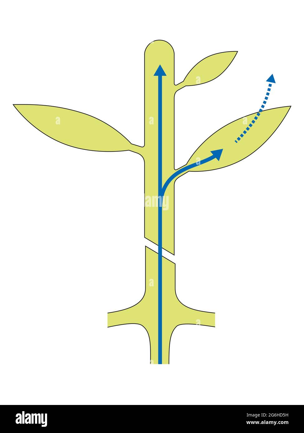 Transport von Mineralien und Wasser in der Pflanze Stockfoto