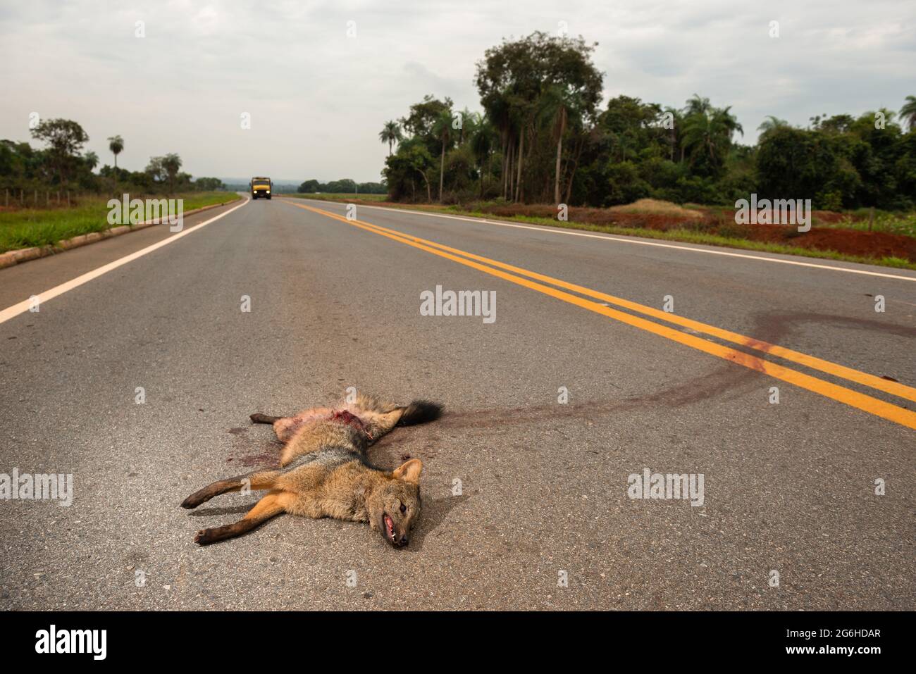 Ein Krabbenfressender Fuchs (Cerdocyon thous) wurde von einem Fahrzeug auf einer Straße in der Nähe von Jardim, Mato Grosso do Sul, Brasilien, getötet Stockfoto