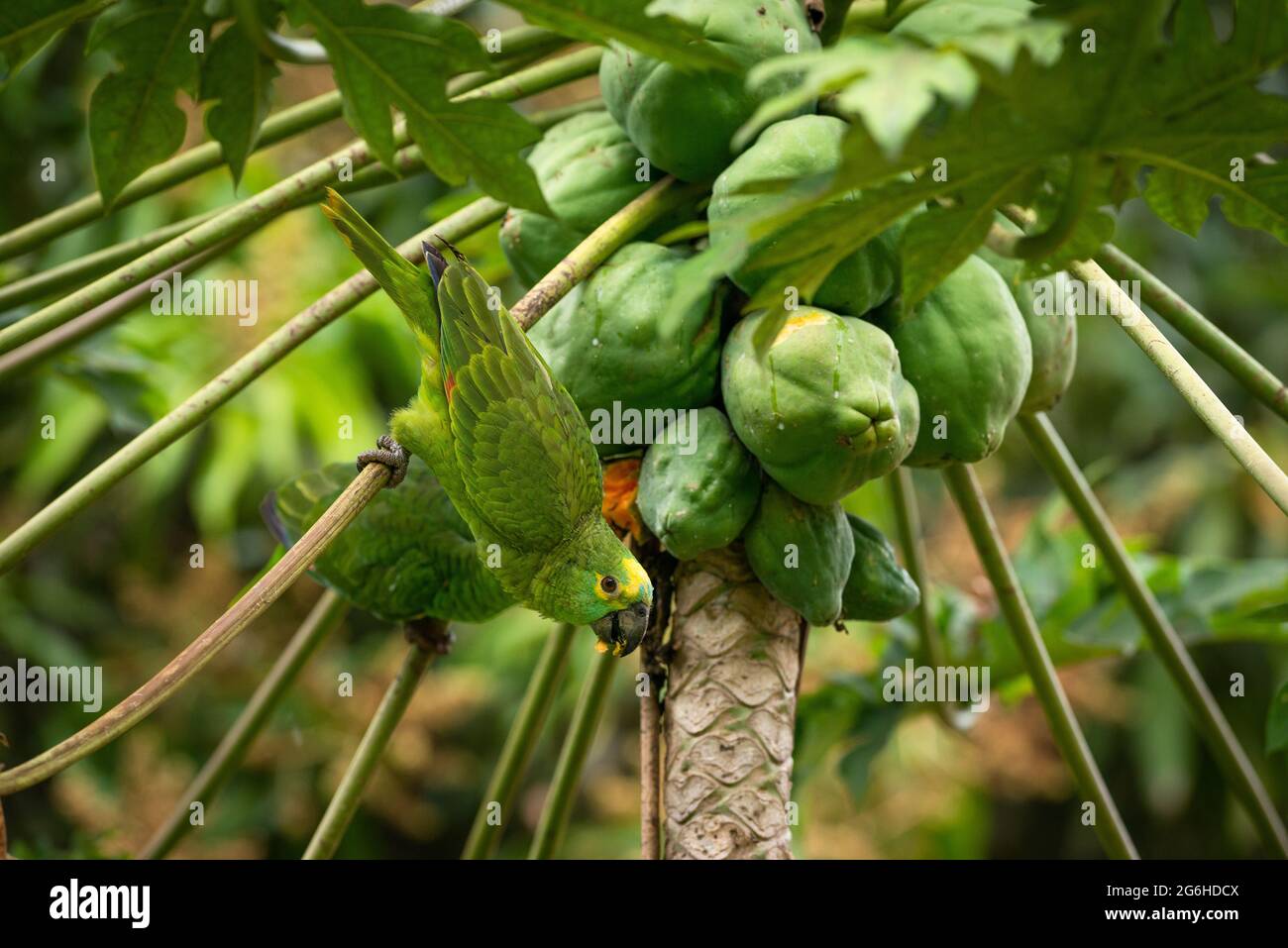 Ein Papagei mit blauer Front (Amazona aestiva), der auf einem Papaya-Baum isst Stockfoto