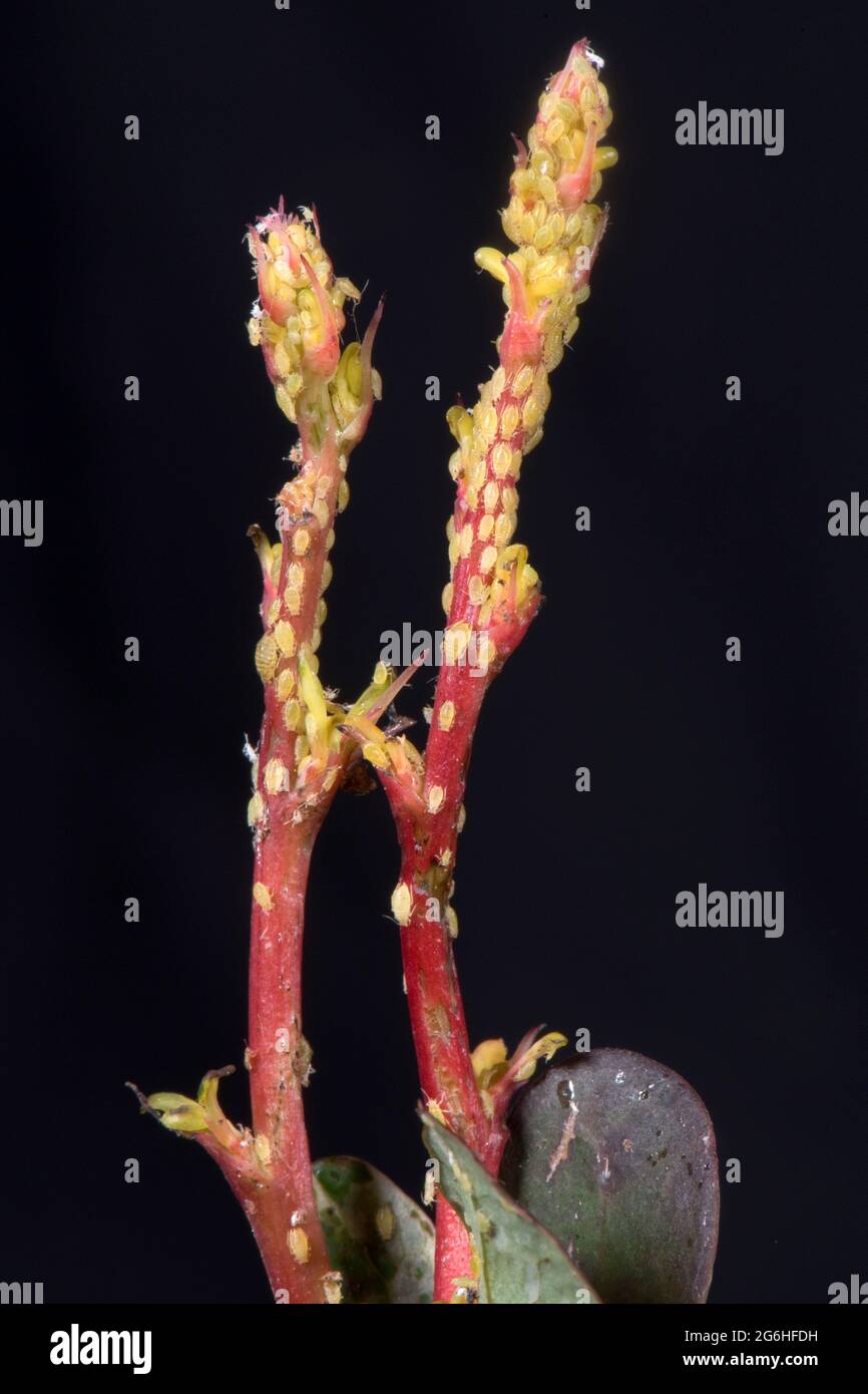 Befall der Berberberlaphid (Liosomaphis berberidis) an jungen Triebe von Berberis thunbergii var atropurpureum, Berkshire, Juni Stockfoto