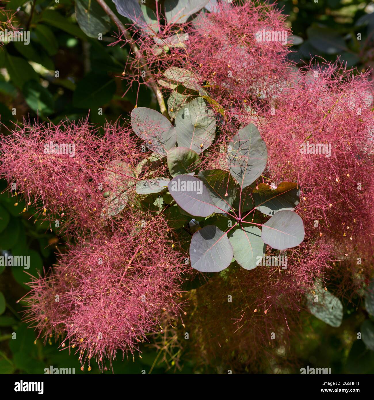 Europäischer Rauchbaum (Cotinus coggygria Scop) blüht in East Grinstead Stockfoto