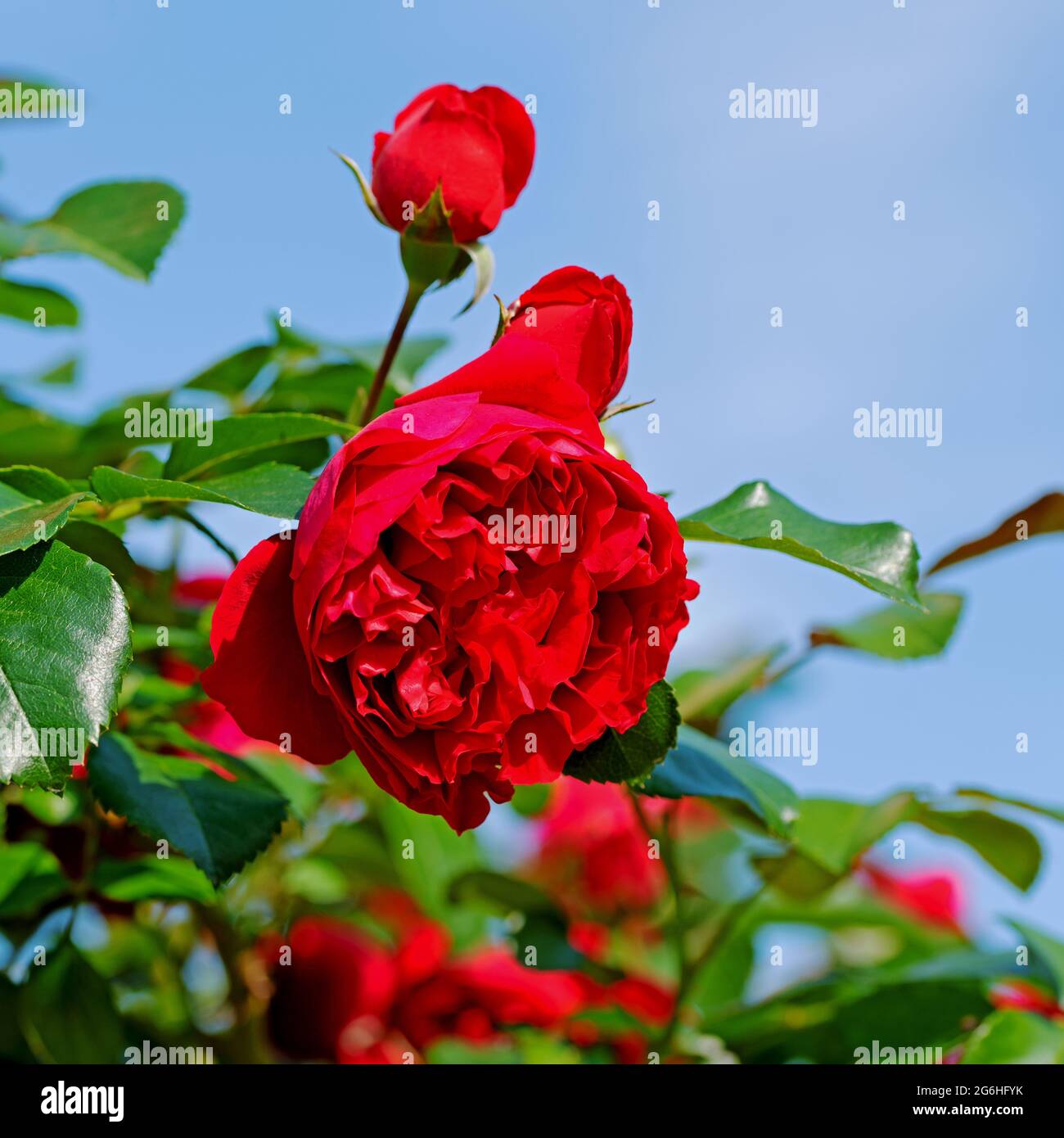 Blühende rote Hybrid-Teerosen vor blauem Himmel Stockfoto