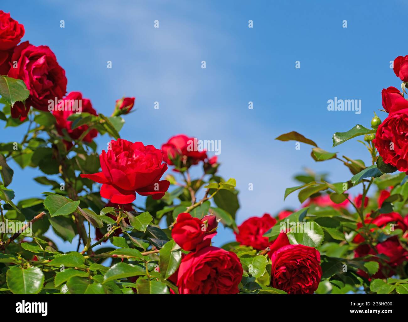 Blühende rote Hybrid-Teerosen vor blauem Himmel Stockfoto