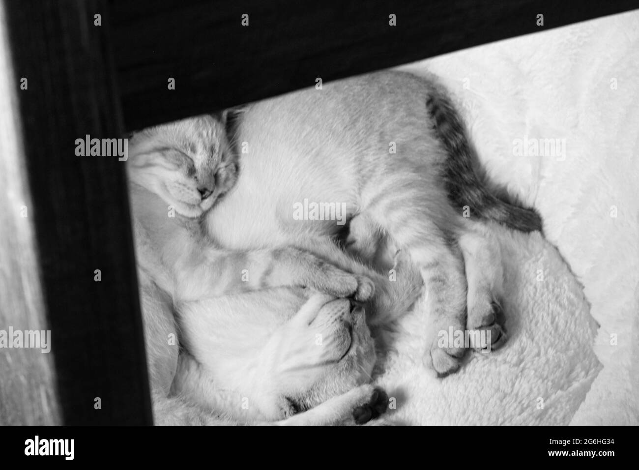 Lynx Point Siam Kätzchen kuscheln zusammen Stockfoto