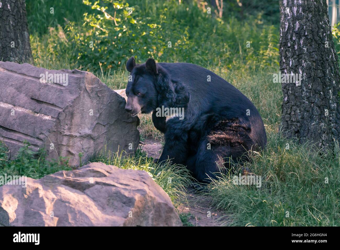 Asiatischer Schwarzbär, Ursus thibetanus, ruht im Schatten der Bäume von großen Felsbrocken. Auch bekannt als Mond- oder Weißkärtchenbär, mittelgroße Arten Stockfoto