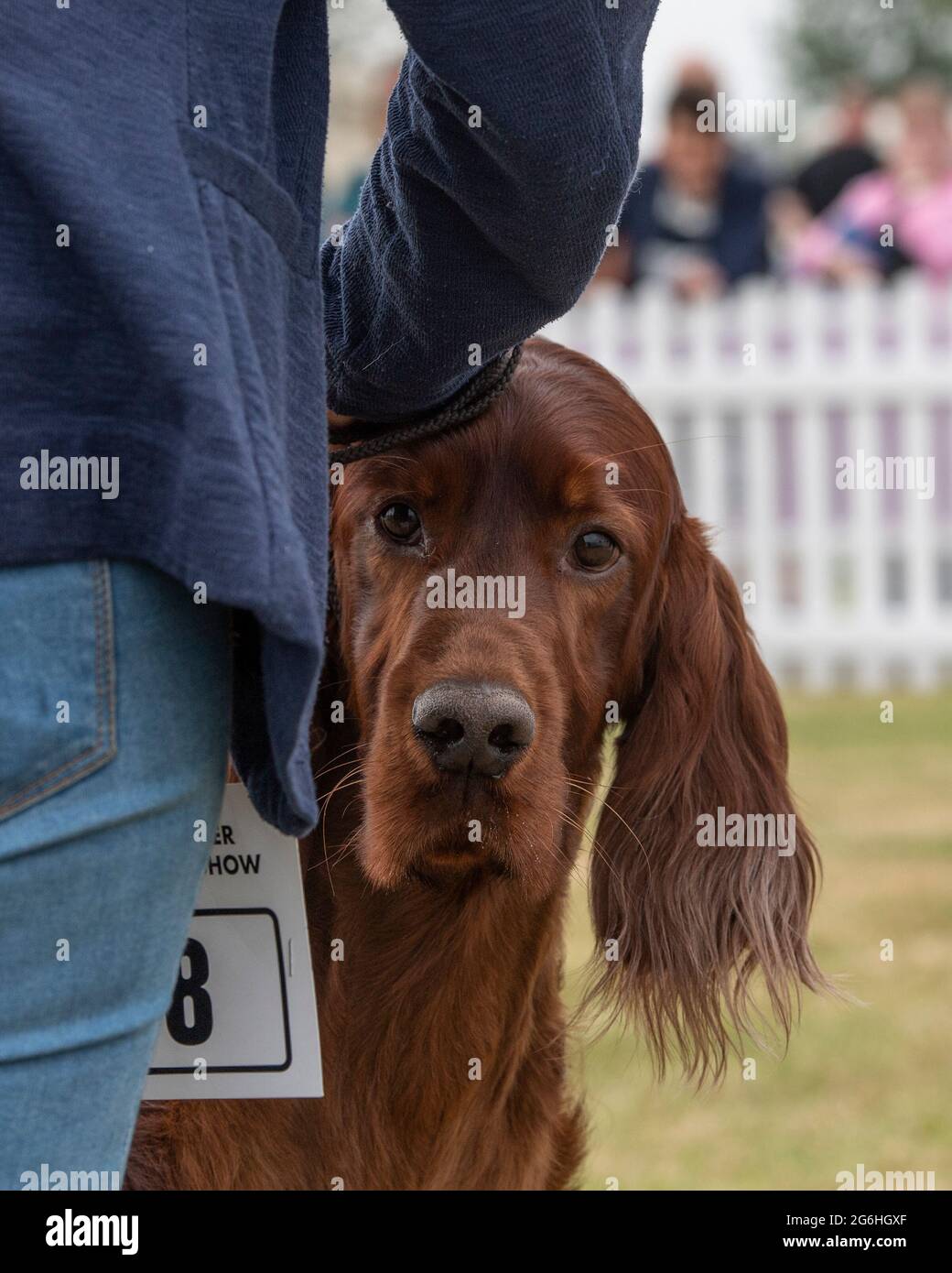 Irischer Setter auf einer Hundeausstellung Stockfoto