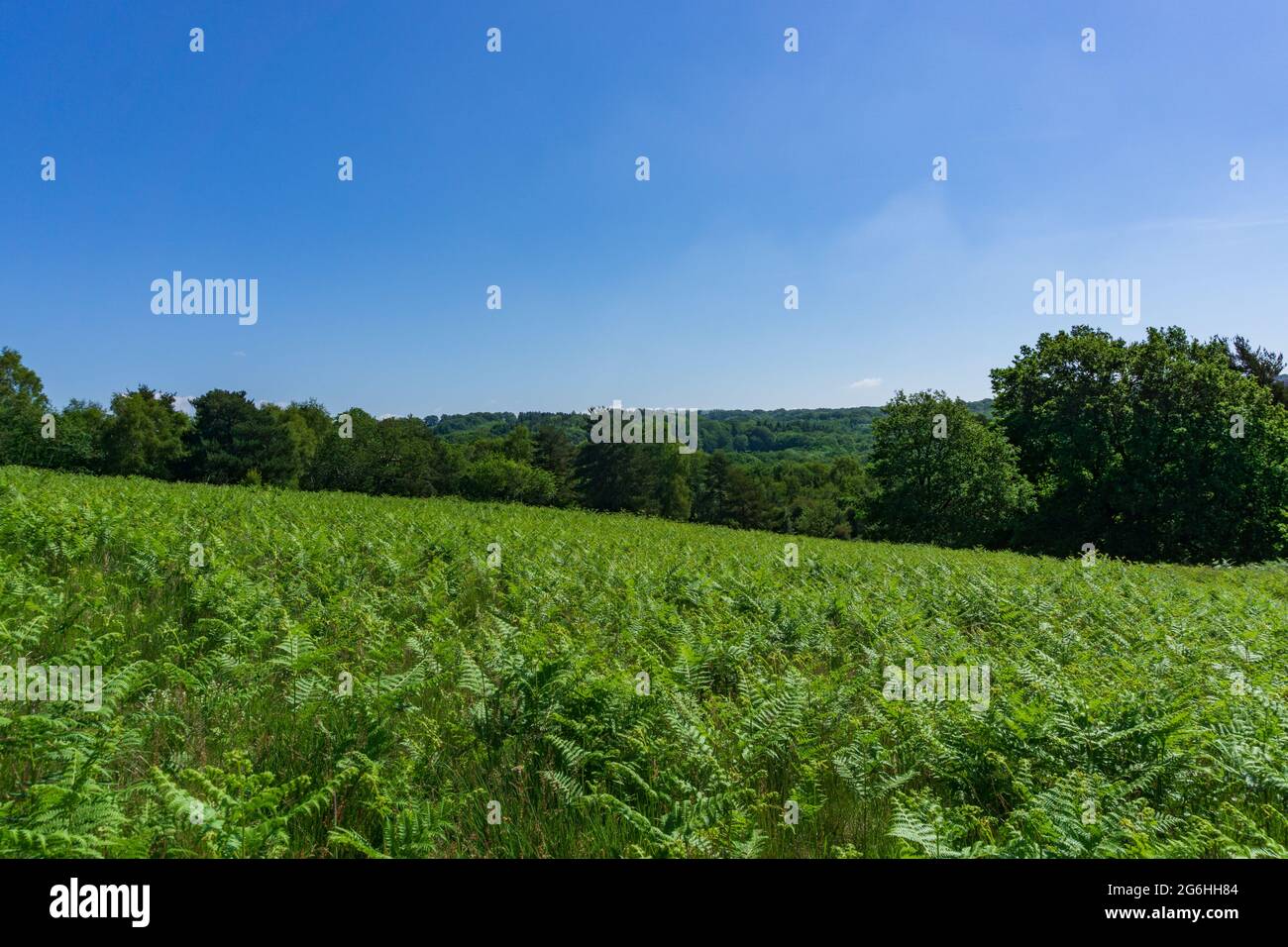 Die weiten Ausblicke auf den Ashdown-Wald bieten die spektakulärsten Ausblicke Stockfoto