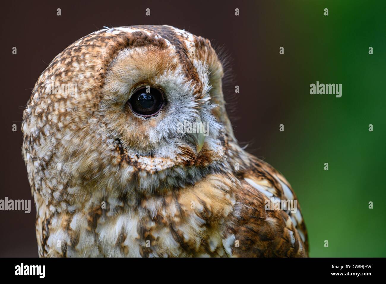 Schönes Braunes Eule Vogel Porträt Stockfoto