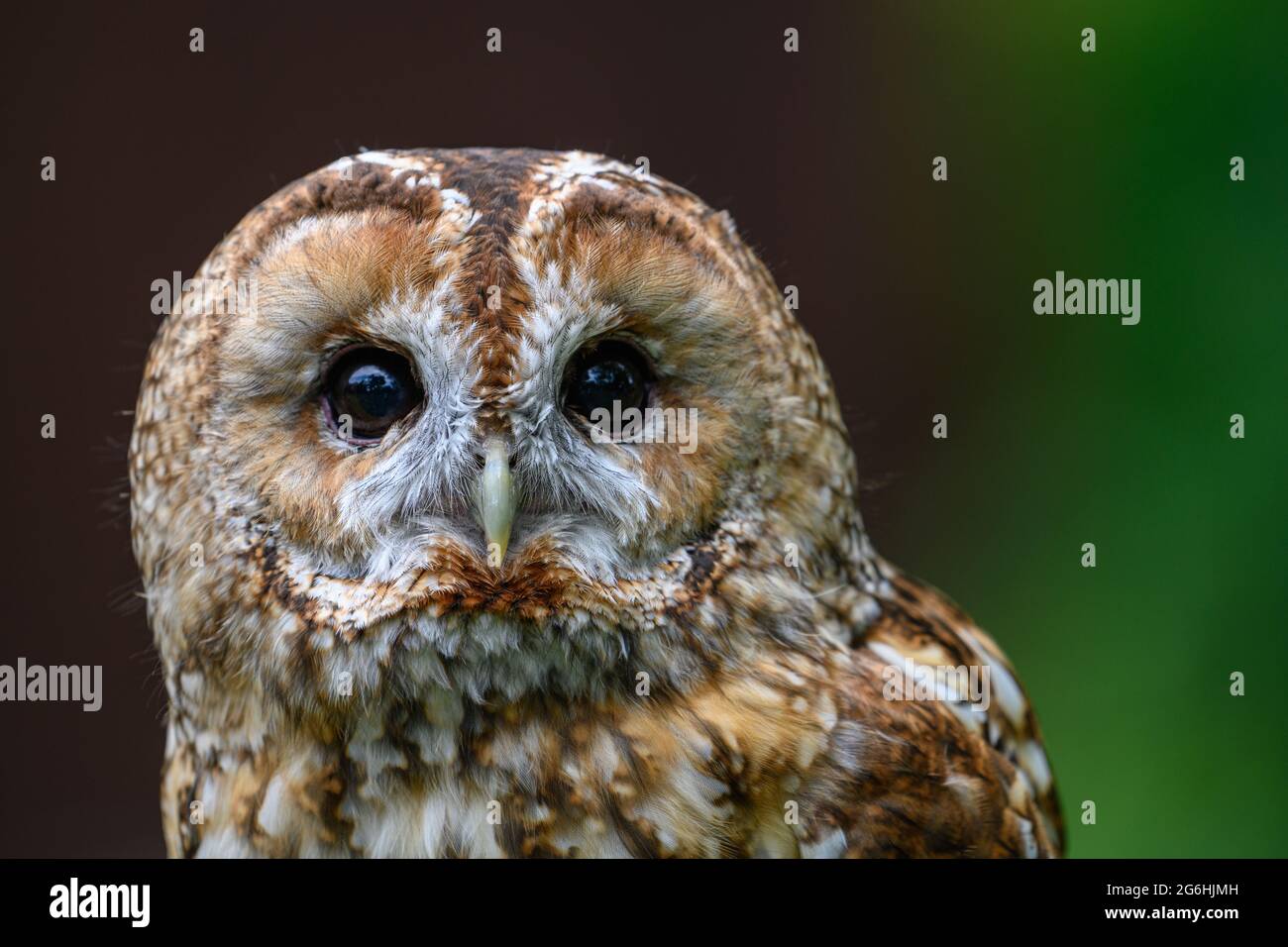 Schönes Braunes Eule Vogel Porträt Stockfoto