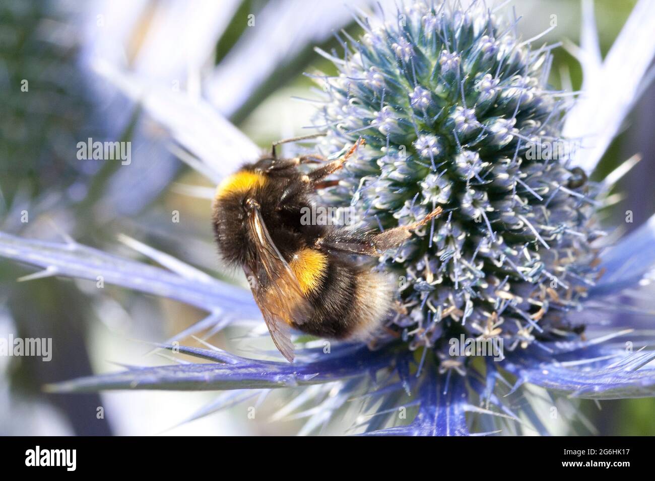 Eryngium und Bee Stockfoto