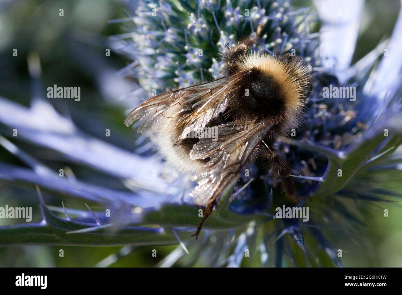 Eryngium und Bee Stockfoto