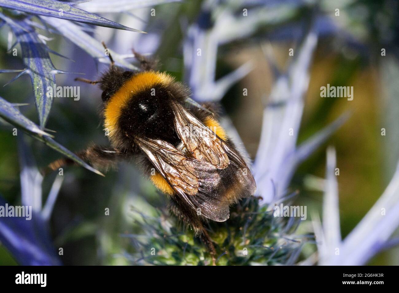 Eryngium und Bee Stockfoto
