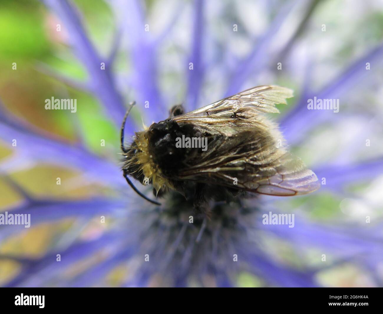 Eryngium und Bee Stockfoto