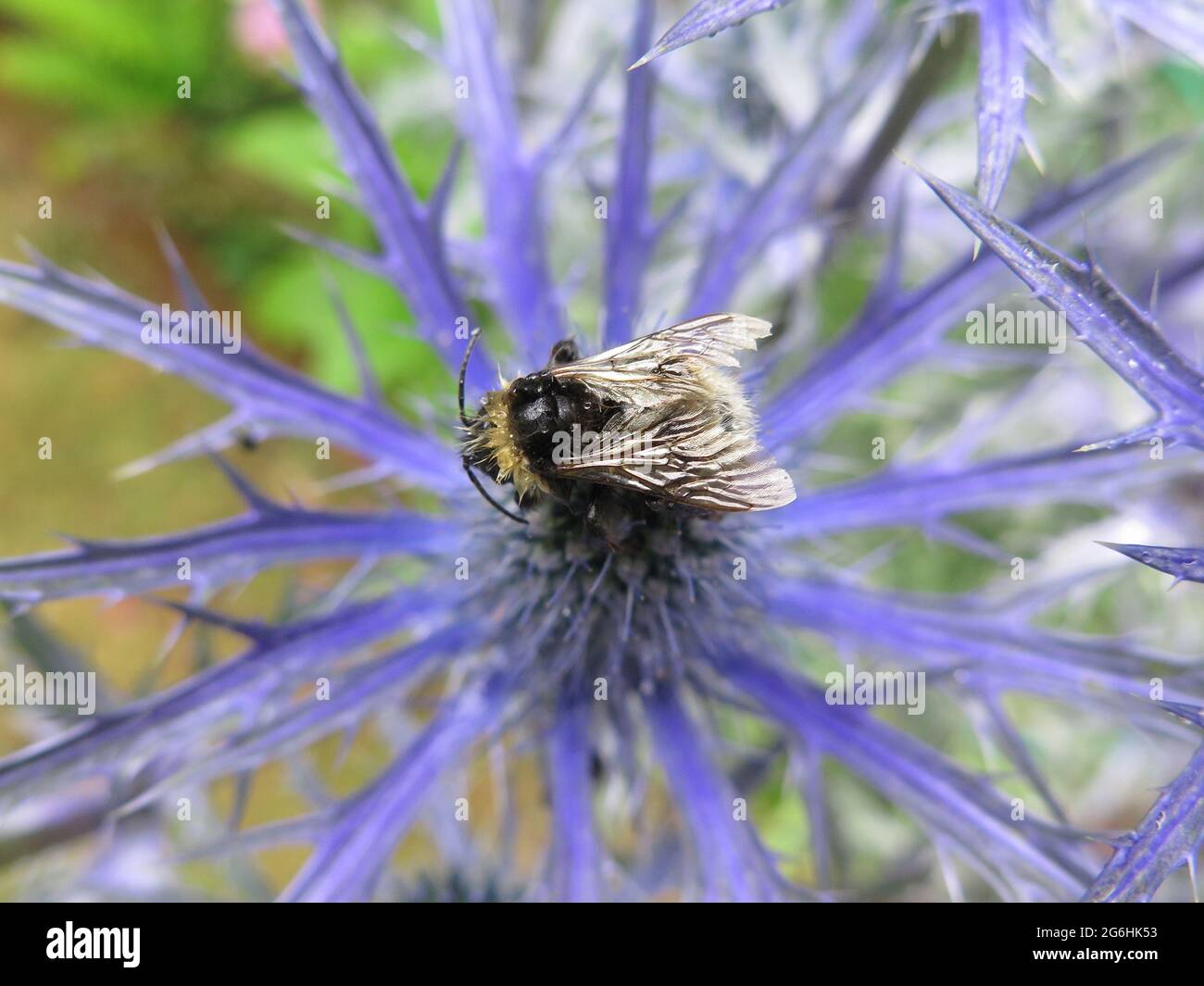 Eryngium und Bee Stockfoto