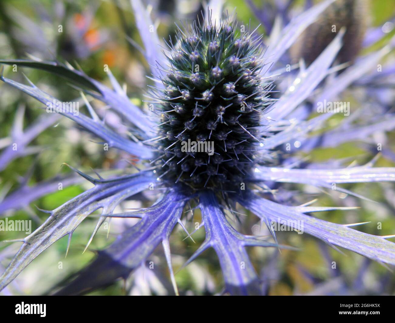 Eryngium und Bee Stockfoto