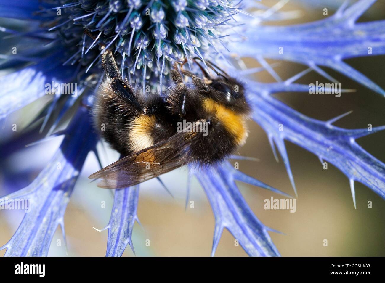 Eryngium und Bee Stockfoto