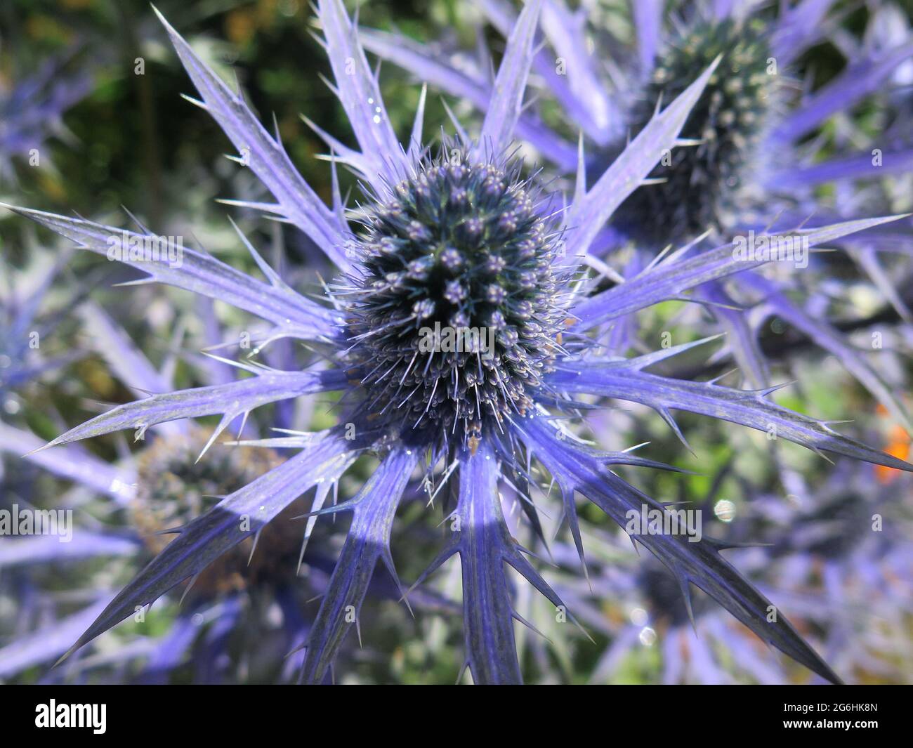 Eryngium und Bee Stockfoto