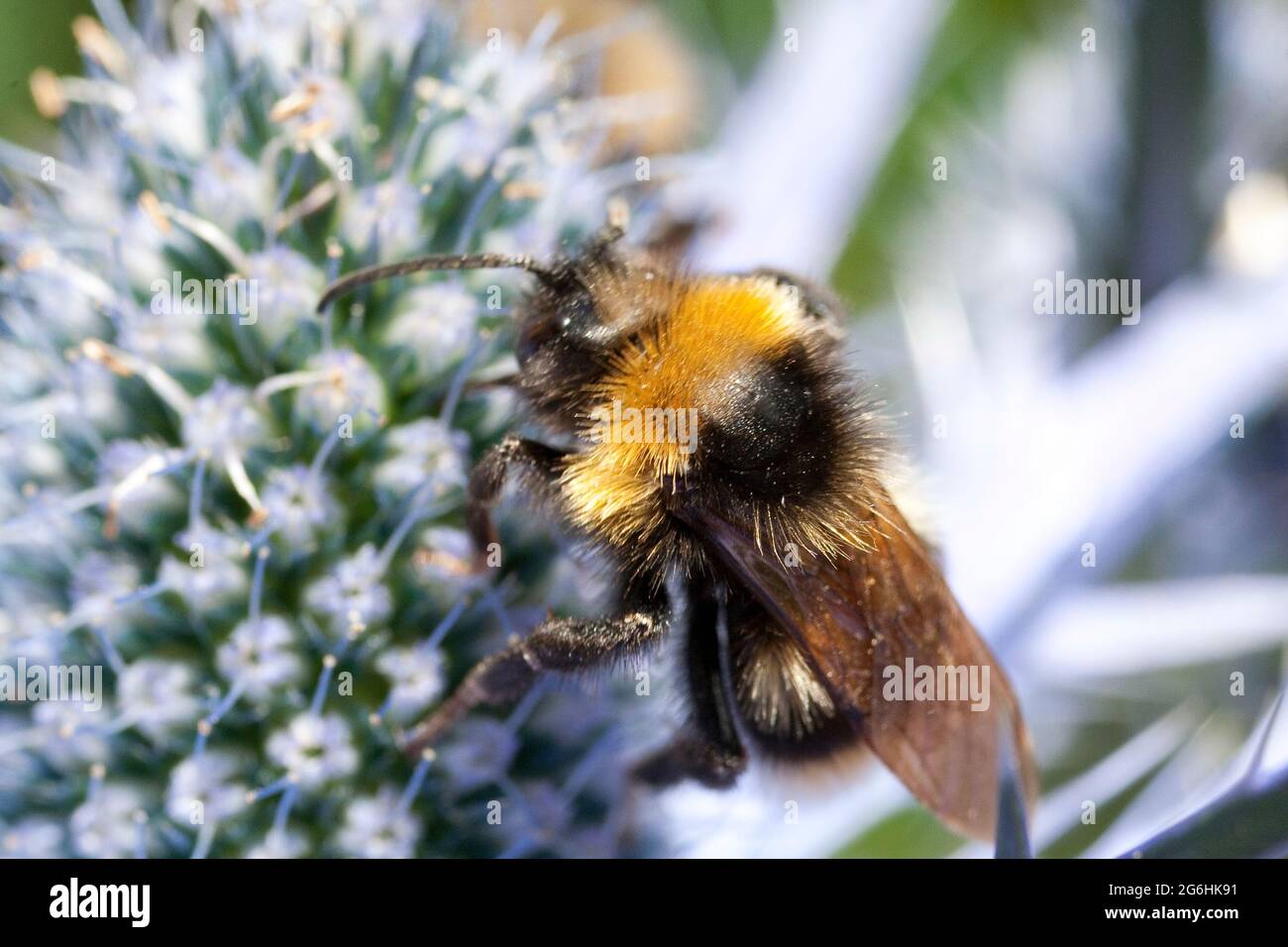 Eryngium und Bee Stockfoto