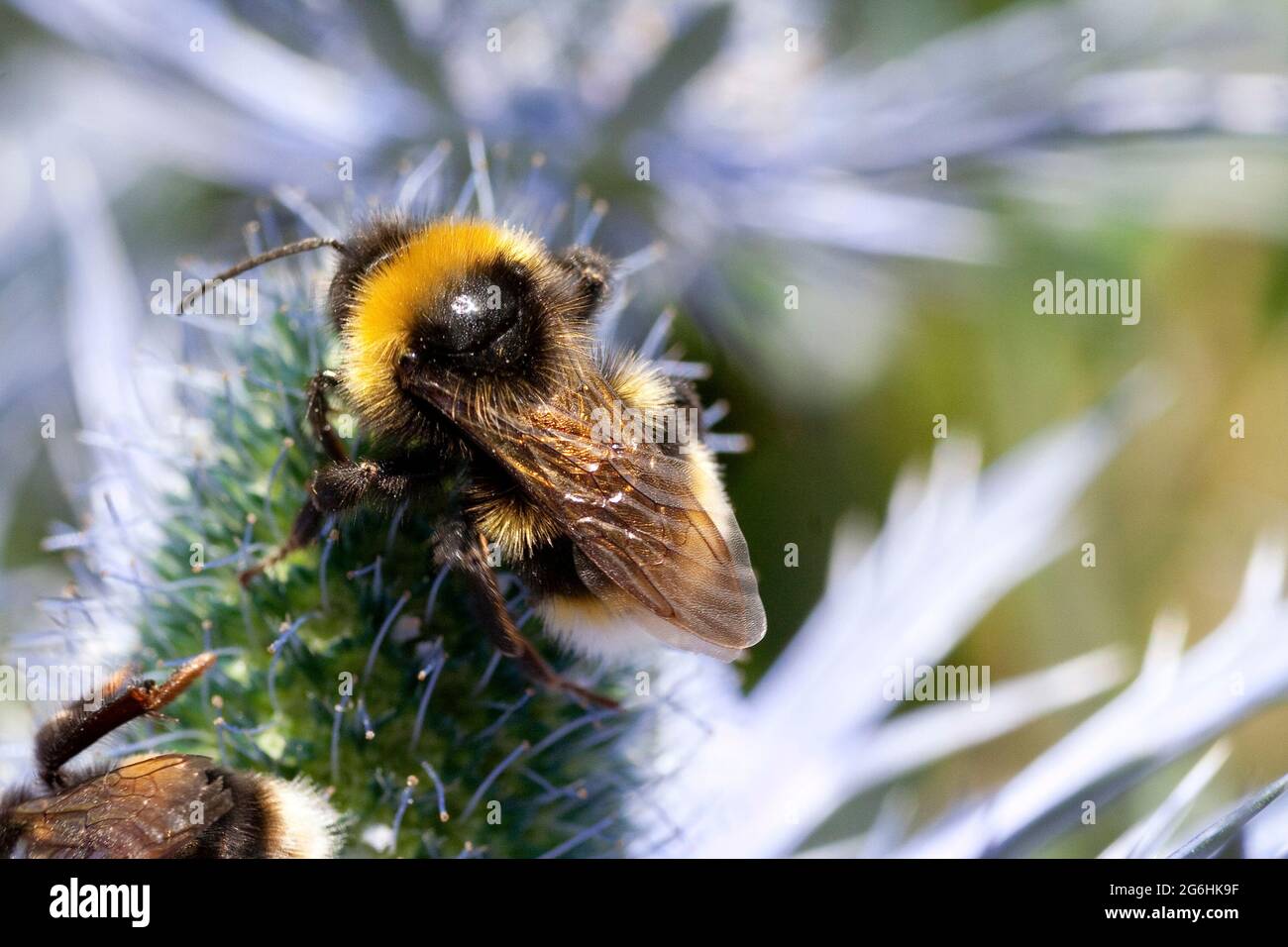 Eryngium und Bee Stockfoto