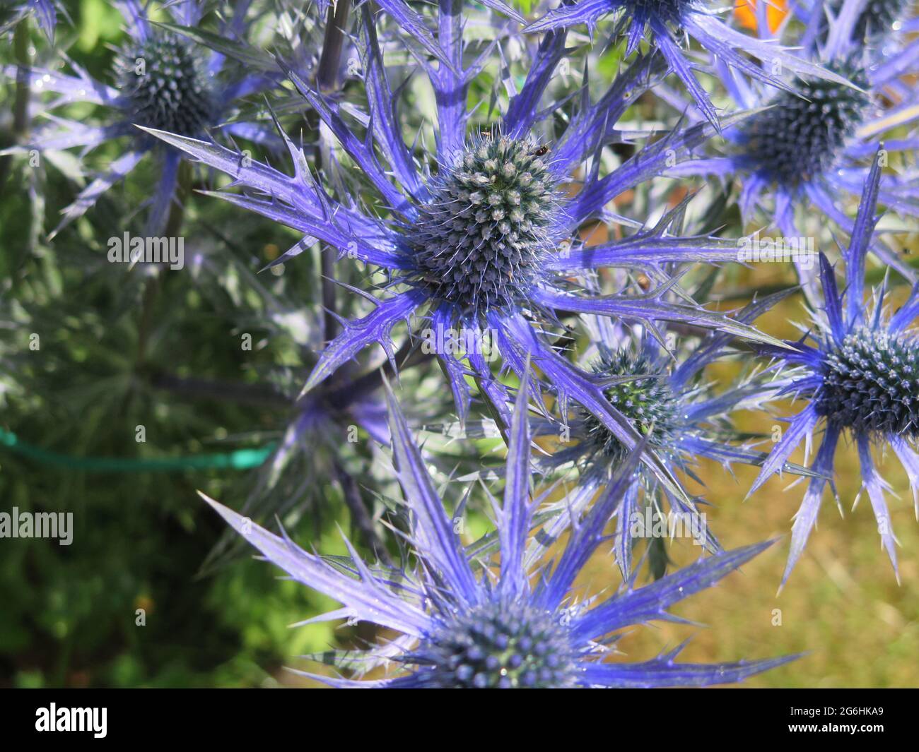 Eryngium und Bee Stockfoto