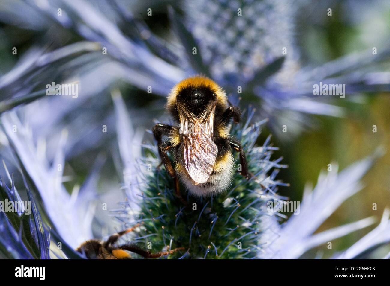 Eryngium und Bee Stockfoto