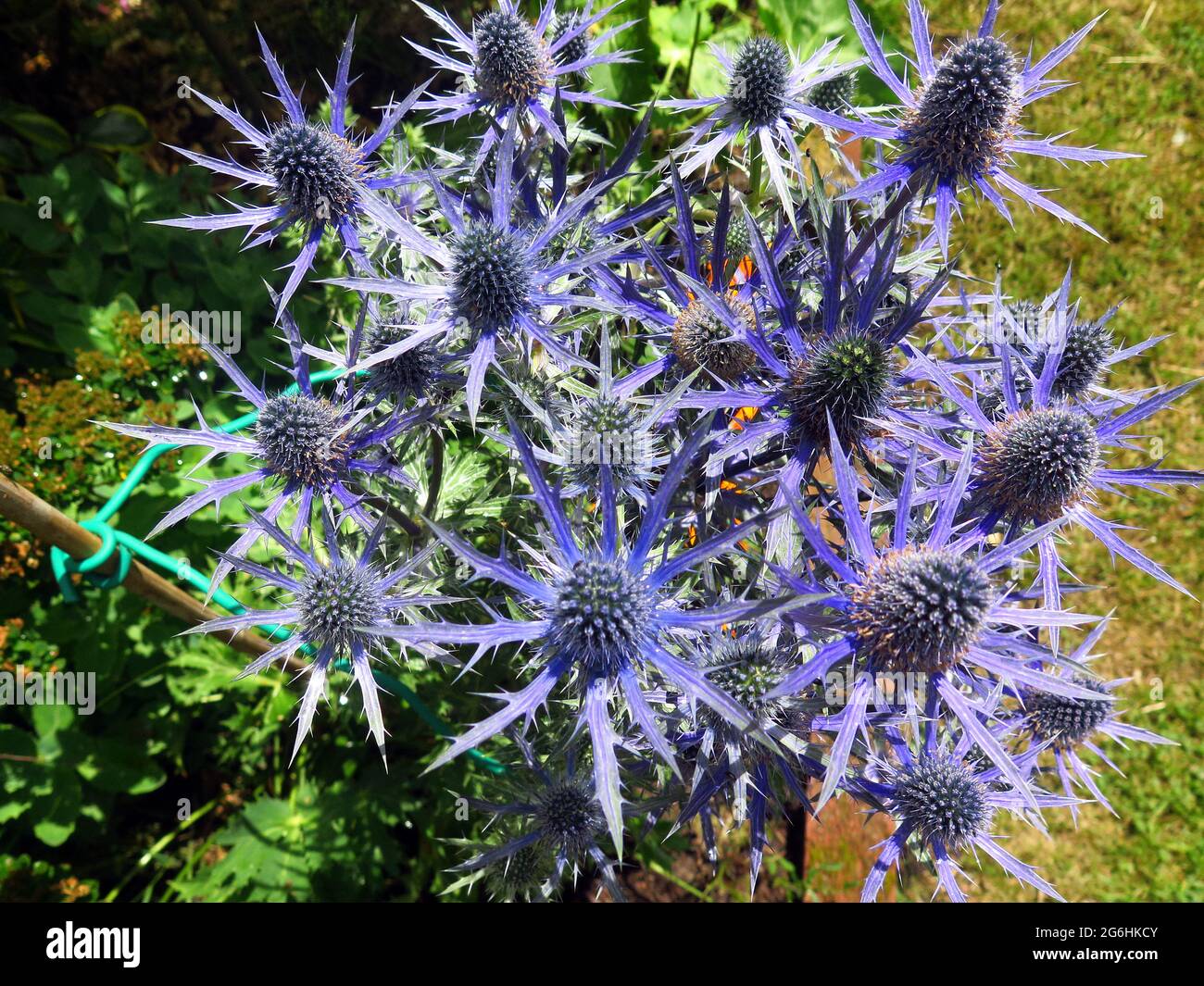 Eryngium und Bee Stockfoto